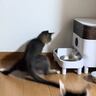 自動給餌器のごはんが出てきた瞬間、猫が…笑わずにはいられない『衝撃の光景』が77万再生「先読みしてて笑った」「ドリフトかましてるｗｗ」