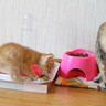 『食いしん坊な子猫』が母猫のごはんを見つけて…まさかの『可愛すぎる犯行』が8.9万再生「食いしん坊だね〜」「ほんとカワイイｗ」