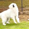 『違う、そうじゃない』超大型犬とボール遊びをした結果…想定外な『独特すぎるキャッチ』が話題に「初めて見たｗ」「胸トラップするの草」