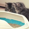 『猫トイレのカバー』は必要？あり・なし、それぞれのメリット・デメリット　猫自身はどっちがいいの？