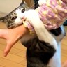 女の子の手足に猫がしがみつき…兄妹にしか見えない『仲良すぎるやり取りの様子』に癒される人続出「とても素敵」「大きい猫だと思ってそう」