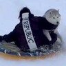 シベリア生まれの犬種が雪遊びをした結果…思っているのと違う『まさかの楽しみ方』と爆笑のハプニングが108万再生「大笑いしたｗ」「最高」