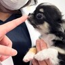 動物病院にきた赤ちゃん犬→獣医師たちが…あまりにも尊い『おまじないをする光景』が134万再生「なんて素敵な病院」「優しさが伝わる」
