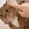 甘えてきた猫に『顔でかいね』と言ってみた結果…まさかすぎる反応に爆笑する人続出「言葉理解してる説ｗ」「不機嫌で可愛い」と31万再生