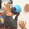 誕生日記念に『可愛い犬の写真を撮ろうとした』結果…必死過ぎる『写真撮影の裏側』が面白いと7万いいね「第三者目線笑ったｗ」と絶賛の声