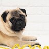 『肥満になりやすい犬種』6選　太りすぎによる体への悪影響や対処法まで