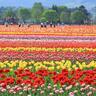 北海道は“これから花見シーズン”…桜咲く「絶景イベント」情報まとめ