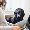英国での調査〜「犬を迎える前にどんな方法でリサーチをしましたか？」飼育放棄の予防をするために保護団体が行なった研究