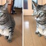 高度な間違い探しかと思いきや…SNSに投稿された猫の写真→『予想外のオチ』に爆笑の声「凄いなぁと思ったらｗ」「笑った」と12万表示