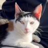 偶然通った道端で『捨て猫』と出会い、保護した結果…4か月間の軌跡と『涙の結末』に「泣いてしまった」「ありがとう本当に」と感動する人続出