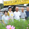 コスモス開花は遅め