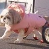 『犬は喜んでるの？』足が動かない"車いすの犬"を散歩中、知らない人から声をかけられ…予想できなかった結末に「素敵な方でよかった」と感動