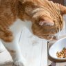 猫にとって『NGな食器』5選　高さや直径…細かいところにダメなポイントが