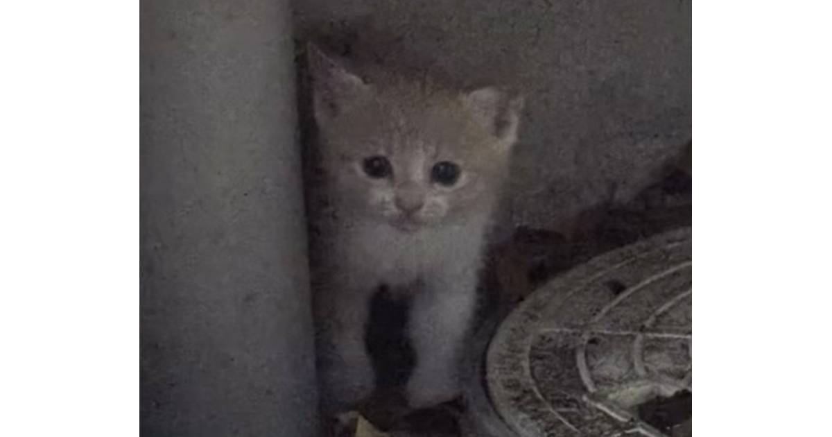 かみしばい　こねこがうまれたヨ！ 090ee46b1ab641788009de9ff52c53
