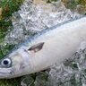 身近な魚＜サバ＞の豆知識をどこまで知ってる？　特徴的な「鯖柄」の秘密とは