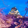 【2025】大阪の夜桜9選！ライトアップ名所＆地元民おすすめの穴場も