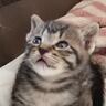 遊び疲れて次々と眠っていく赤ちゃん猫たち→1匹だけ目が開いていると思ったら…可愛すぎる瞬間に悶絶の声「たまらない」「母性が爆発しそう」
