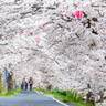 【3/20～4/13】岡山県井原市で「井原桜まつり」開催！夜にはボンボリが灯され夜桜も楽しめる