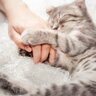 猫に愛された飼い主だけが見られる『ありがたい寝姿』5選　あなたへの信頼のバロメーター！