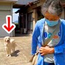 大型犬がお留守番を察知したら…想像以上に落ち込む『切ない姿』と帰宅時の『熱烈歓迎』が2万再生「すべてが愛おしい」「全力で最高」と絶賛