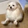 潔癖症な犬に『ハグしていい？』と聞いてみたら…思った以上に辛辣な対応と『衝撃の展開』が25万再生「モップかな？」「猫さんはいいのねｗ」と爆笑