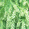 スギ花粉、例年より「多い」　県予測、ヒノキ「平年並み」