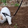 行方不明だった猫が、48キロ以上離れた「マック」で発見される　英国