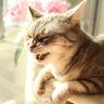 猫が『くしゃみ』を連発する理由5選　病気を疑ったほうがいい場合も