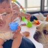 犬の前で赤ちゃんにごはんを食べさせていたら…まさかすぎる『ハプニング』に爆笑「くさって顔してるの笑う」「いい音すぎて草」と7万再生