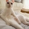 『猫をサボる猫』…まさかの『進化していくサボり方』が面白すぎると爆笑する人続出「猫がオフ」「完全にオッサン」と6万7000再生