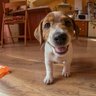 子犬を迎えたら『室内の探索』をさせたほうがいい？安全を約束して安心できる空間にしよう