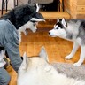 『化け物の恰好』をしたら、大型犬が…100点満点な『最高のリアクション』をする光景に12万再生の反響「お茶吹き出した」「反則級の可愛さ」