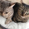 猫同士の相性がいい『性別の組み合わせ』は？3つのパターン別に、それぞれの相性度をご紹介！