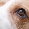 犬の目が『うるんでいる』理由5つ　眼球やまぶたに異常がないかを確認してみよう