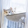 猫の『性別の3つの組み合わせ』ごとの相性度とは？多頭飼育を考えるときのひとつの参考に