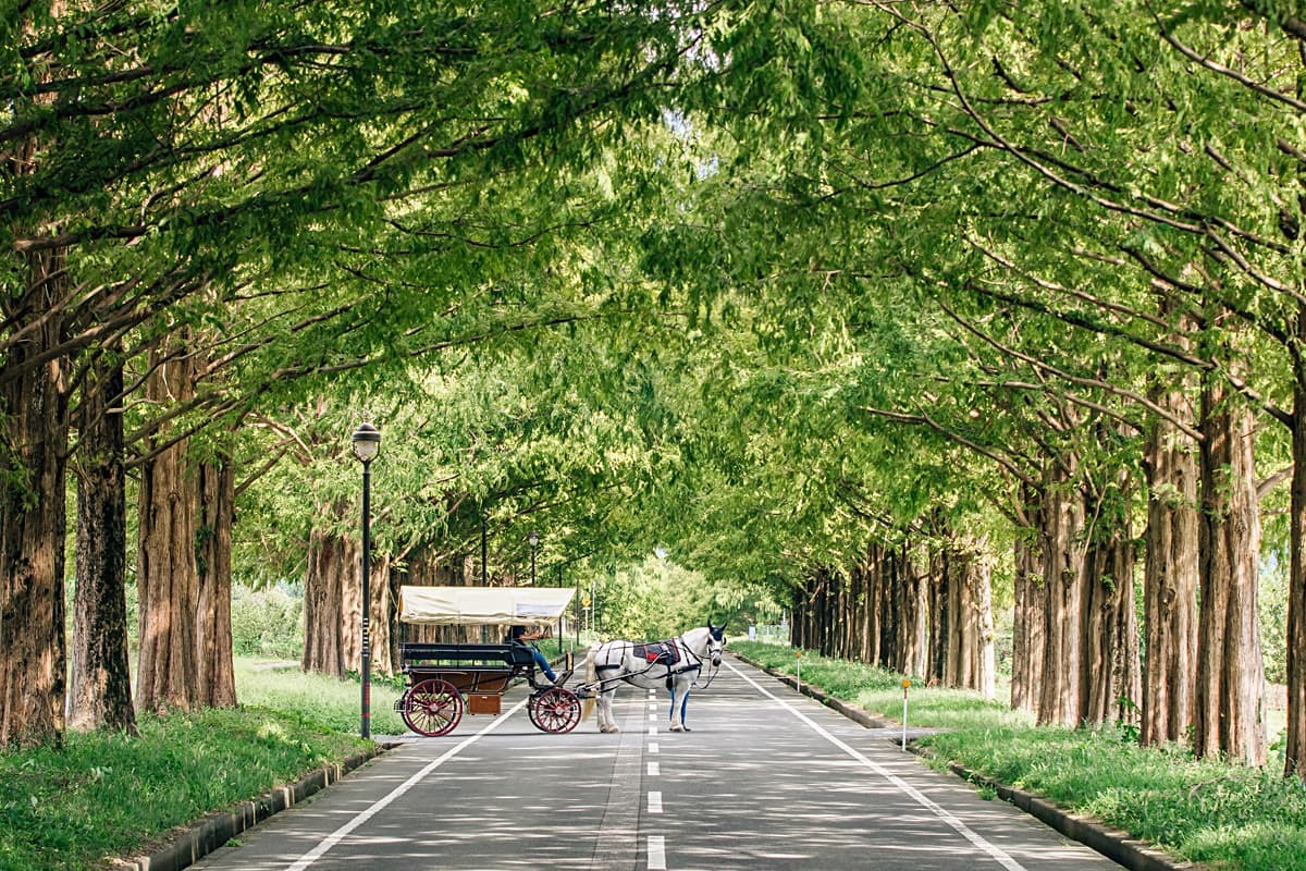 馬のいる景色 茶色の馬が草原を走っている, 疾走する馬, Hd写真撮影写真