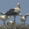 上越市吉川区「コウノトリ」のヒナ