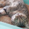 愛猫が『下心を持っている』ときに見せる5つの行動　どんな企みを秘めている？