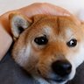 犬がやりがちな『ツンデレ』すぎる行動5つ　素っ気なくなる理由から正しい接し方まで