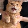 遊びに来た姉に激おこな猫→『踊らせてみた』結果…まさかの反応が可愛すぎると９万再生「激おこからの激カワｗ」「されるがままｗ」