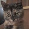 成長した元野良猫の『子猫時代』を振り返ってみた結果…つい笑っちゃうビフォーアフターが6万再生「なんかじーんときた」「てぇてぇ」