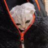 寒い日に赤ちゃん猫を『服の中』に入れてみた結果…もん絶不可避の『可愛すぎる反応』に癒される人続出「カンガルーみたい」「幸せそう」