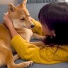 『噛み癖がひどかった犬』が女の子にちょっかいを掛けられた結果…嘘のような『現在の姿』が1万再生「素敵」「優しいね」と絶賛