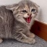 倉庫下から保護された子猫3きょうだい→ご飯を食べさせていたら…2日目の『微笑ましい光景』が9万再生「️めっちゃ可愛い」「愛おしい」
