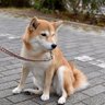 愛犬が急に動かなくなった理由とは…？考えられる4つの原因と知っておくべきことを解説