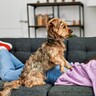 犬が飼い主を踏みつける『4つの心理』わざとやってる？愛犬が乗っかってきた時にすべきことまで