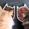 愛猫の健康寿命を伸ばす！『正しいキャットフード選び』3つのポイント