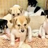 『死亡率90％の赤ちゃん犬たち』を保護した結果→50日後…『嘘のような光景』が泣けると26万再生「号泣した」「愛が伝わってる」と感動