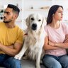夫婦が離婚すると愛犬はどうなってしまうの？引き取り手を決めるための重要なポイントとは