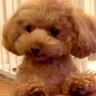食事中に『トイレの報告』をしにきた犬→まるで『中に人が入っているかのような行動』が226万再生「ドヤ顔ｗｗ」「キリッとしてて草」の声